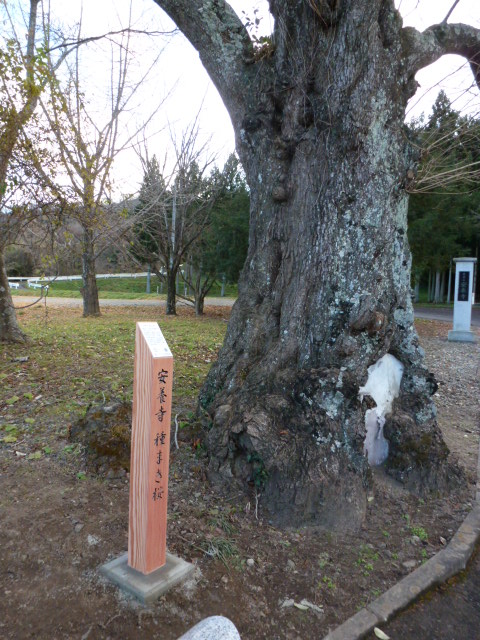 安養寺　種まき桜